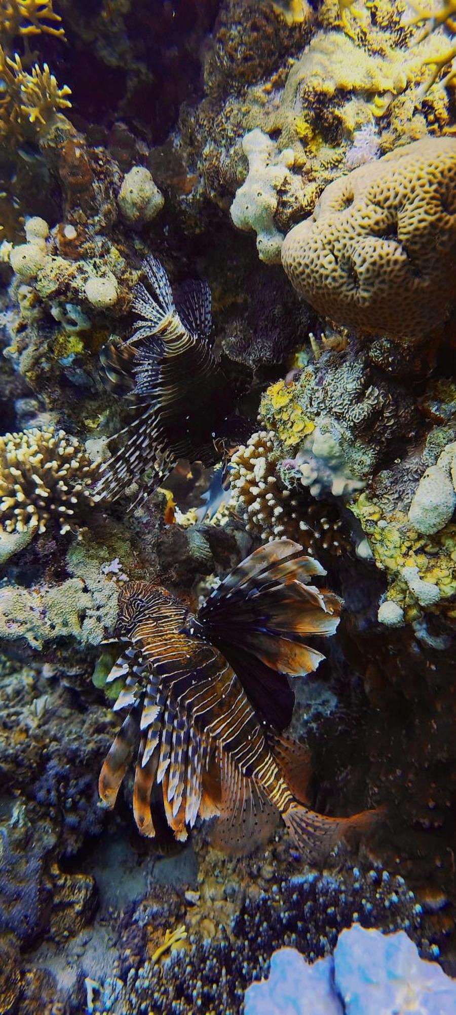 Bait Alaqaba dive center&resort Extérieur photo